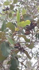 Vochysiaceae