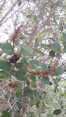 Vochysiaceae