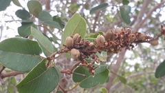 Vochysiaceae