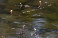 Utricularia foliosa image