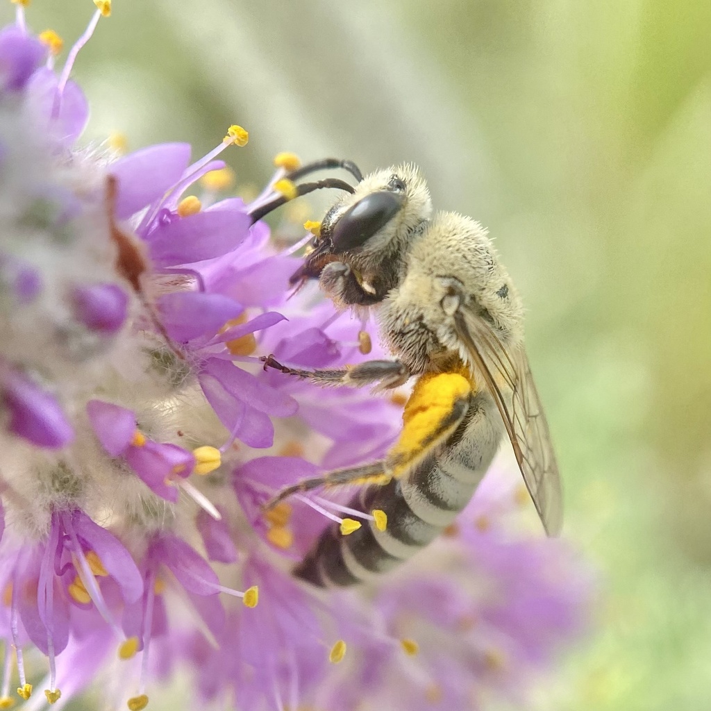 Aberrant Cellophane Bee