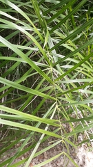 Syagrus