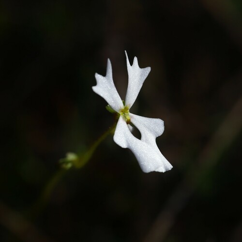 Stylidium androsaceum (Stylidium androsaceum)