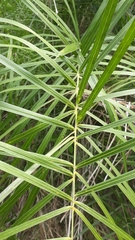 Syagrus