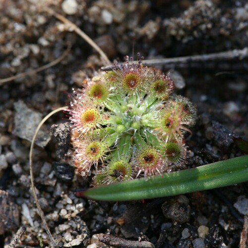 Drosera albonotata