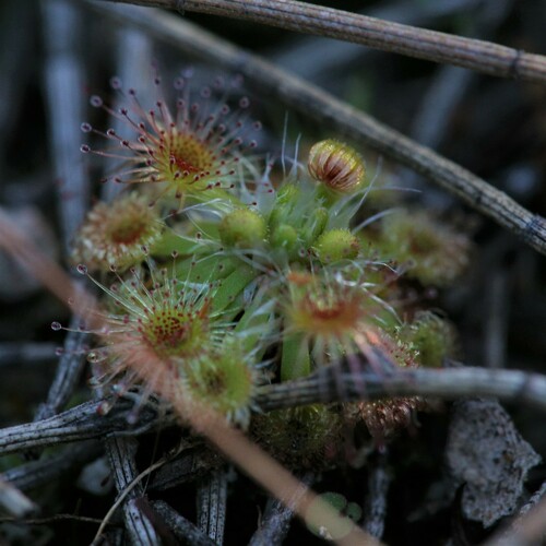 Drosera albonotata