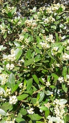 Baccharis macrantha