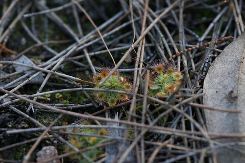 Drosera albonotata