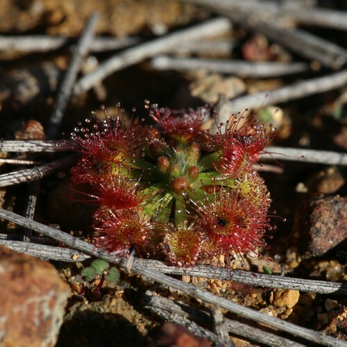 Drosera albonotata