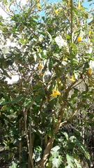 Brugmansia arborea