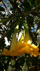 Brugmansia arborea