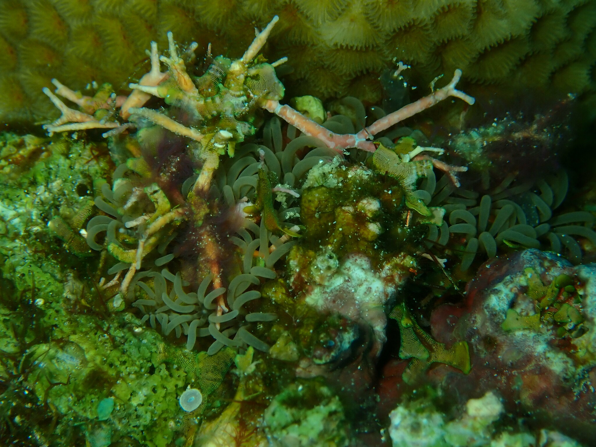 Acrossota amboinensis (Burchardt, 1902)