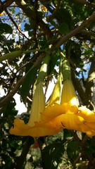 Brugmansia arborea