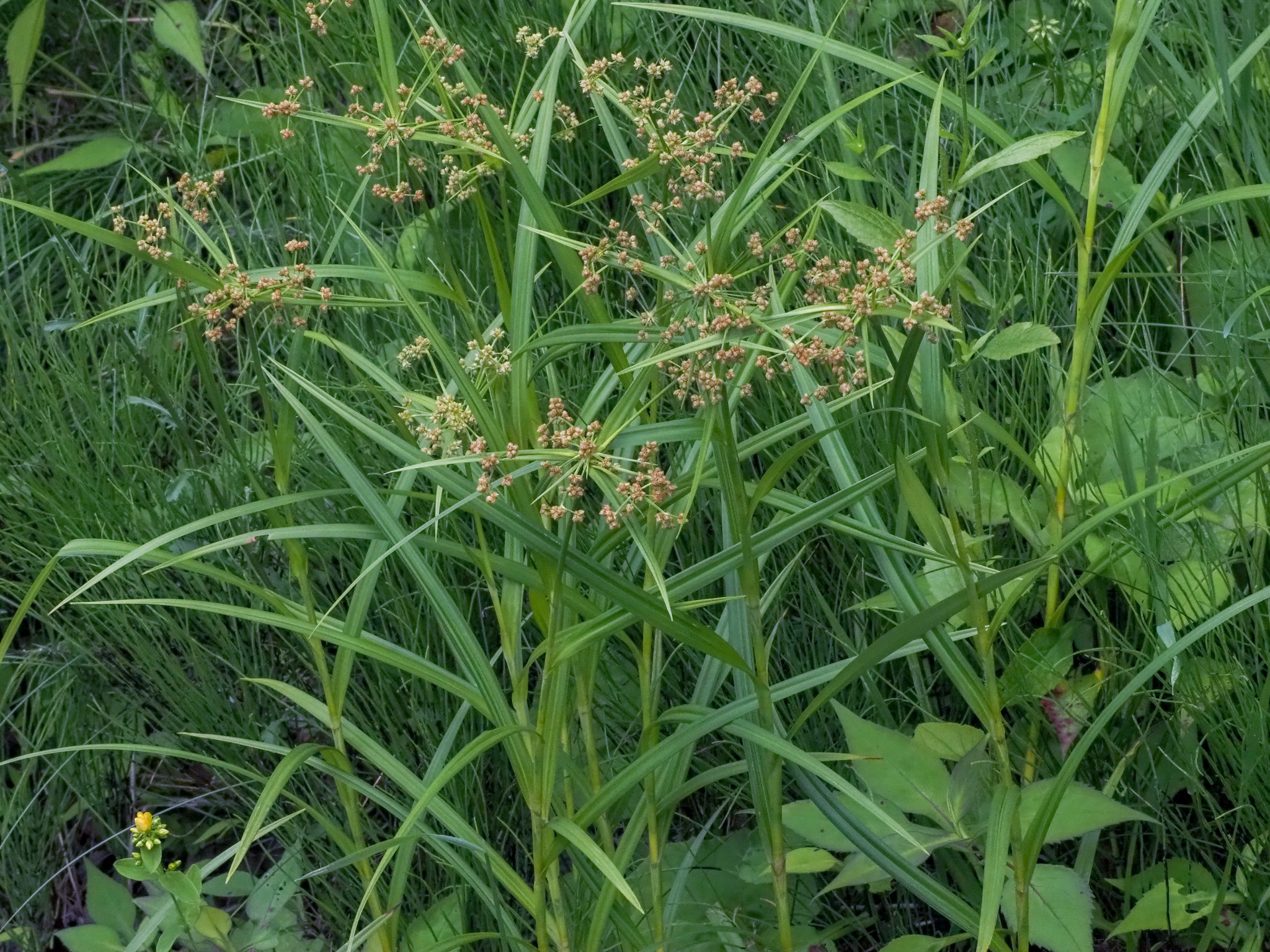 Scirpus polyphyllus