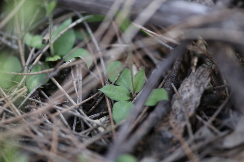 Image of Pterostylis setulosa by (c) Hugo Innes, some rights reserved (CC BY)