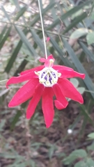 Passiflora edmundoi