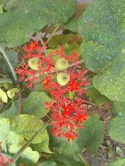 Jatropha podagrica