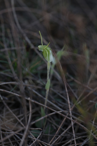 Image of Pterostylis setulosa by (c) Hugo Innes, some rights reserved (CC BY)