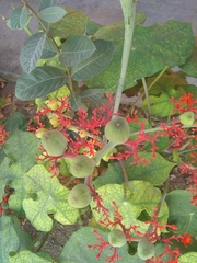 Jatropha podagrica