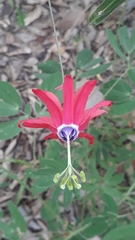 Passiflora edmundoi