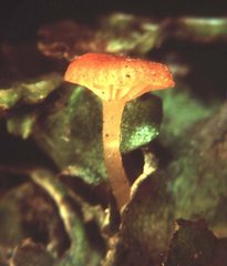 Loreleia marchantiae