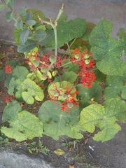 Jatropha podagrica