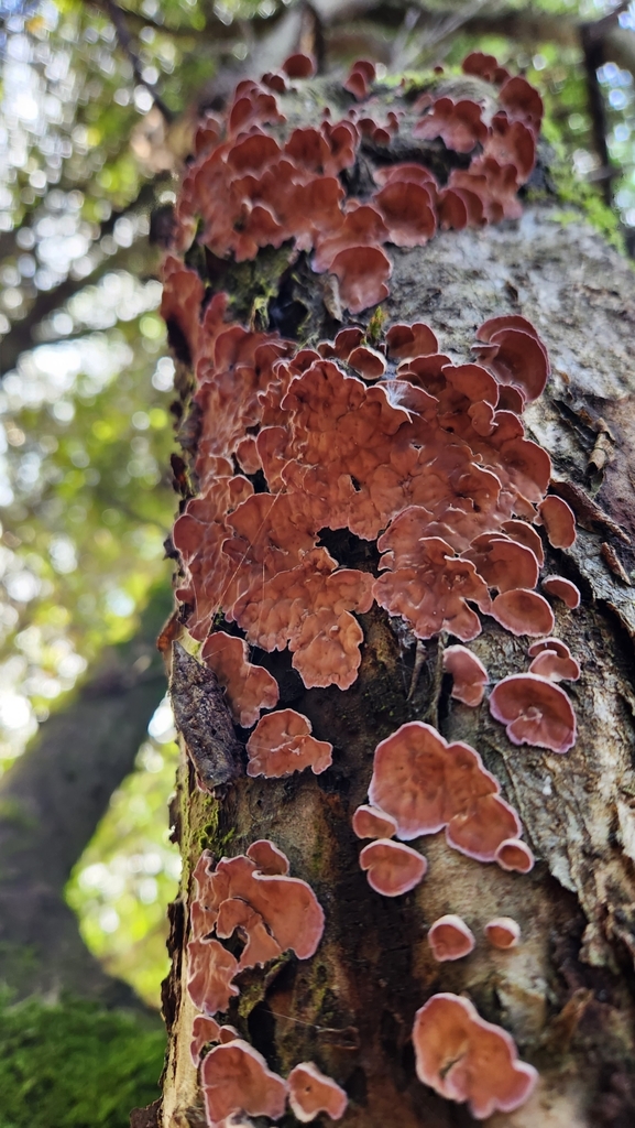 Chondrostereum purpureum · July 2023 · photo: © laflorifunga_ (iNaturalist, cc-by)