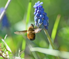 Bombylius discolor