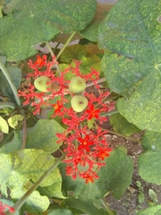 Jatropha podagrica