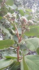 Hymenaea