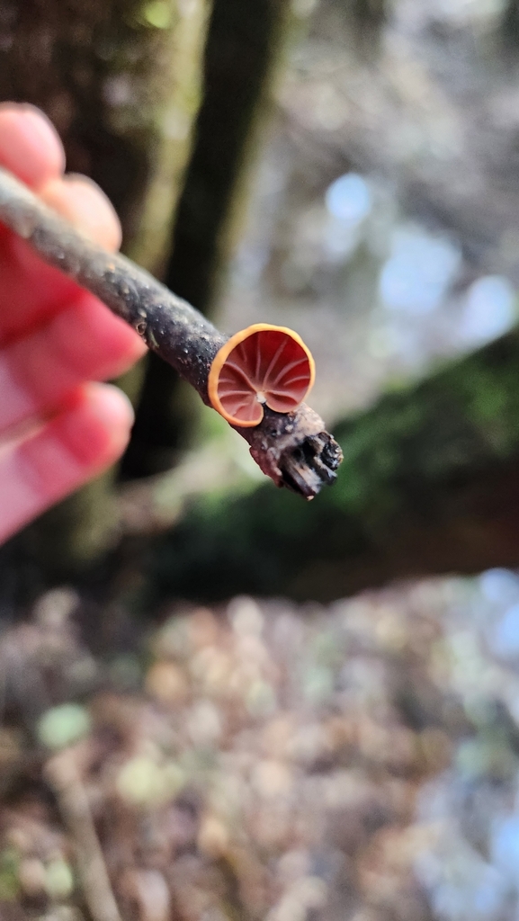 Anthracophyllum discolor
