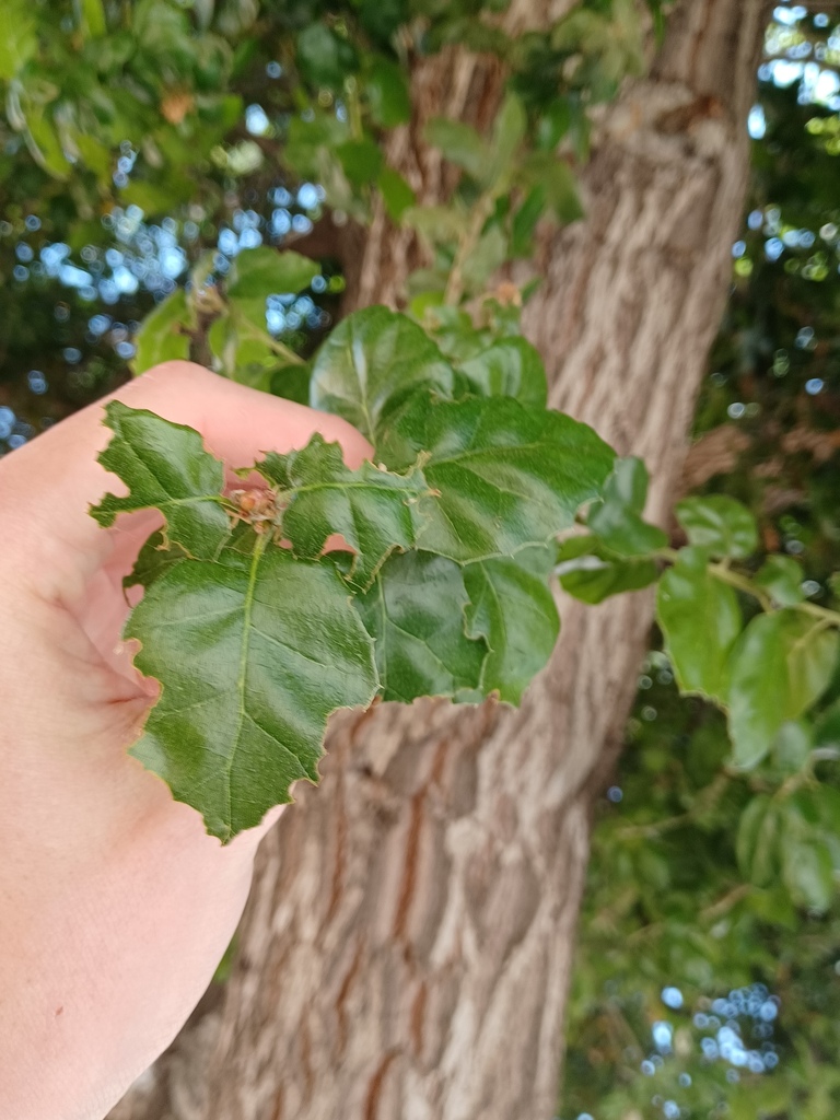 coast live oak from Cherry Valley, CA, USA on June 7, 2023 at 0147 PM