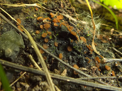 Anthracobia maurilabra