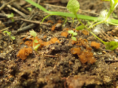 Anthracobia maurilabra