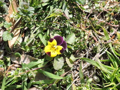 Viola × wittrockiana