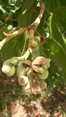 Hymenaea