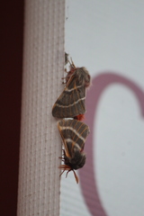Hemileuca rubridorsa