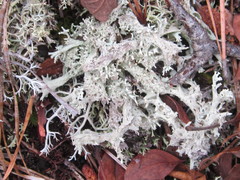 Cladonia boryi