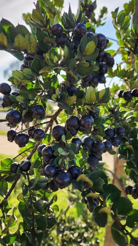 Luma apiculata