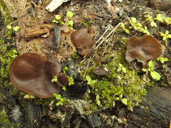 Daleomyces petersii