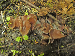 Daleomyces petersii