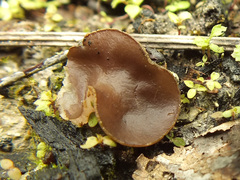 Daleomyces petersii