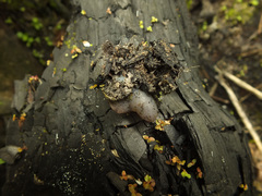 Daleomyces petersii