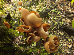 Daleomyces petersii