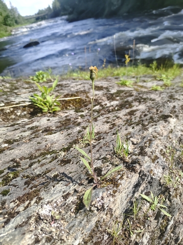 Image of Hieracium robinsonii by no rights reserved