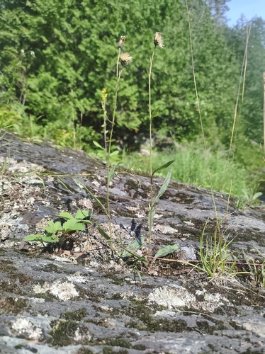 Image of Hieracium robinsonii by no rights reserved