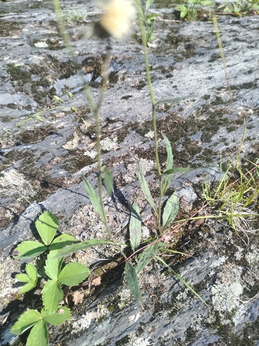 Image of Hieracium robinsonii by no rights reserved