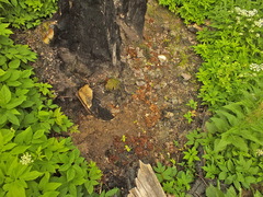 Daleomyces petersii