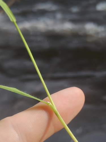 Image of Graphephorum melicoides by no rights reserved