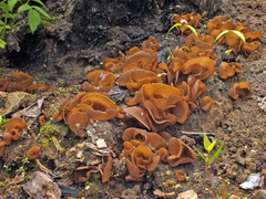 Daleomyces petersii
